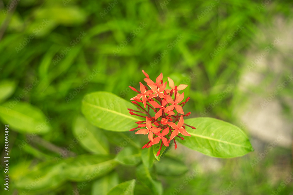 ixora plant,Close-up of red flowering plant,Ixora,nature,Close-up of wet orange ixora flower blooming at park,Close-up of pink ixora on wooden railing, ixora plant,Close-up of red flowering plant,Ixora,nature,Close-up of wet orange ixora flower blooming at park,Close-up of pink ixora on wooden railing,