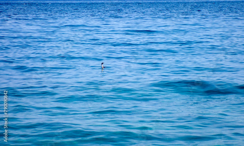 Superficie dell'acqua marina blu con piccole onde e gabbiano su di essa 506 photo