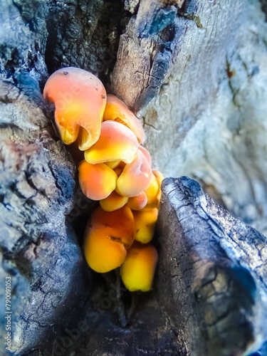 mushrooms on a tree