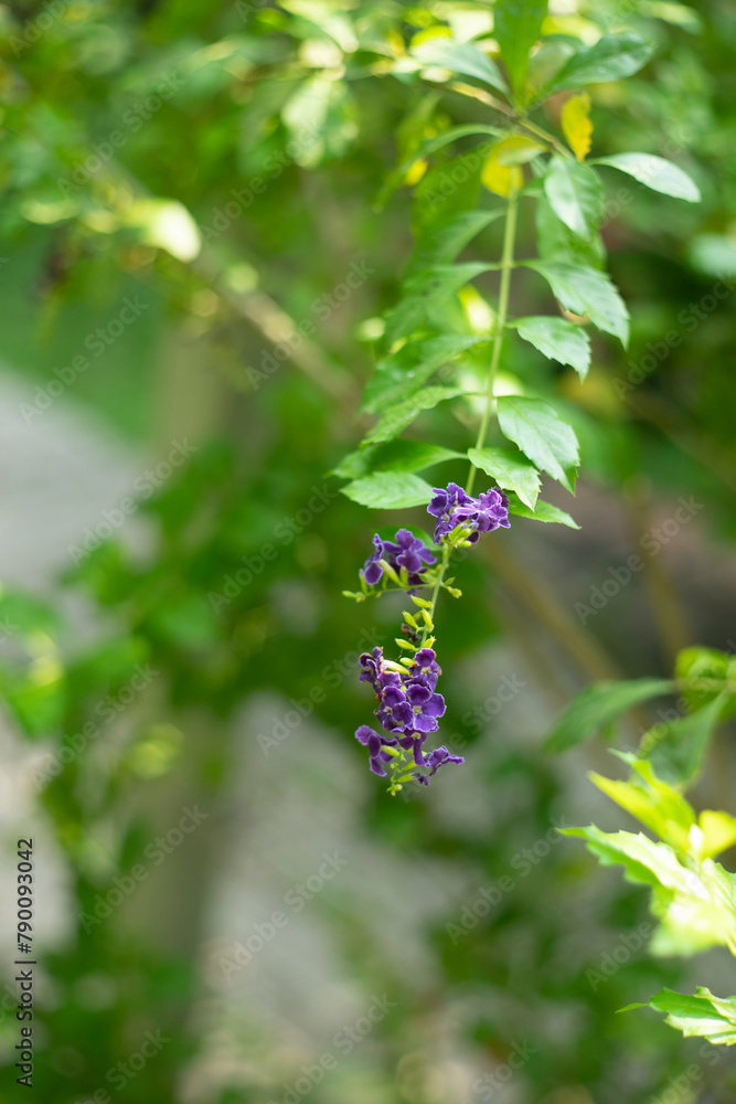 Duranta Erecta,Skyflower,Blue Flowers of Sapphire Showers (Duranta erecta L) bloom flower on blurred nature background,Close-up of purple flowering plant Duranta Erecta,Skyflower,Blue Flowers of Sapphire Showers (Duranta erecta L) bloom flower on blurred nature background,Close-up of purple flowering plant