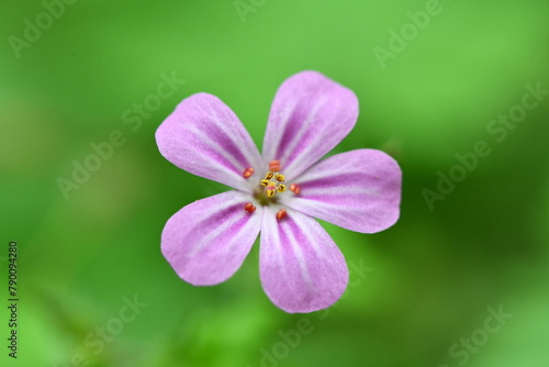 close up of a pink flower