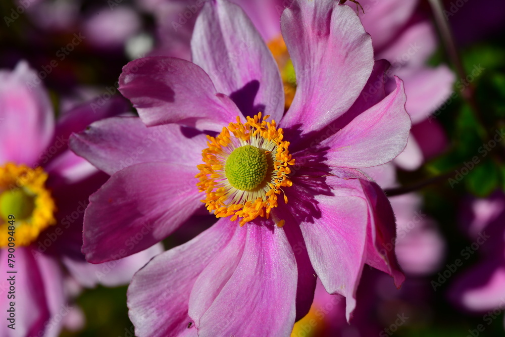pink and yellow flower pink and yellow flower