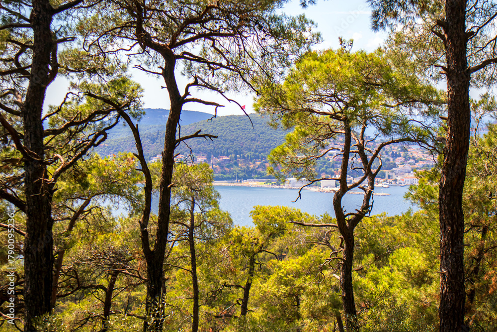 Trees in the forest and Kinaliada island view Trees in the forest and Kinaliada island view