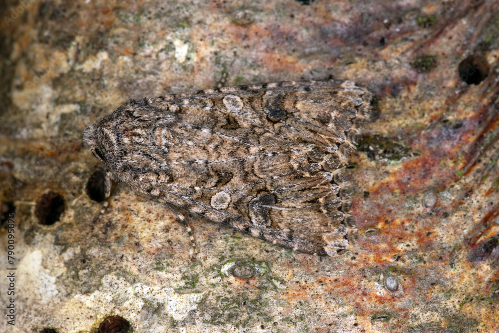 Meldenflureule, Anarta trifolii, Opladen, Leverkusen, 17.08.2023 Meldenflureule, Anarta trifolii, Opladen, Leverkusen, 17.08.2023