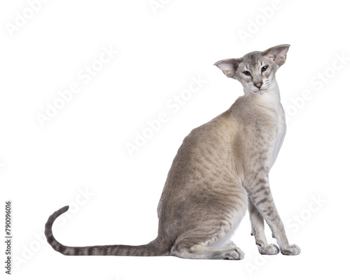 Obraz na plátne Young adult blue point Siamese cat, sitting side ways