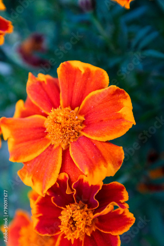 Orange marigold flowers, top view. Tagetes. Background from bright french marigolds for publication, poster, calendar, post, screensaver, wallpaper, cover, website. High quality photo