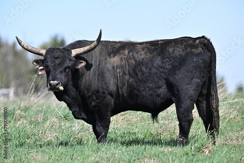 Fotografie Aurochs wild ancestor of domestic cattle