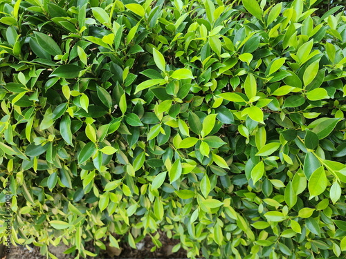 Ficus microcarpa, Chinese banyan, Malaysia banyan, Tree in the fig family Morace. Thick, dark green leaves with tapered tips.Indian laurel is ornamental plant grown in garden or plant to create fence
 photo