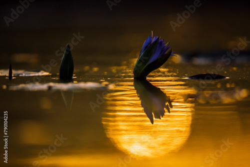 Water lily flower with sunset reflection in water in Kruger National park, South Africa