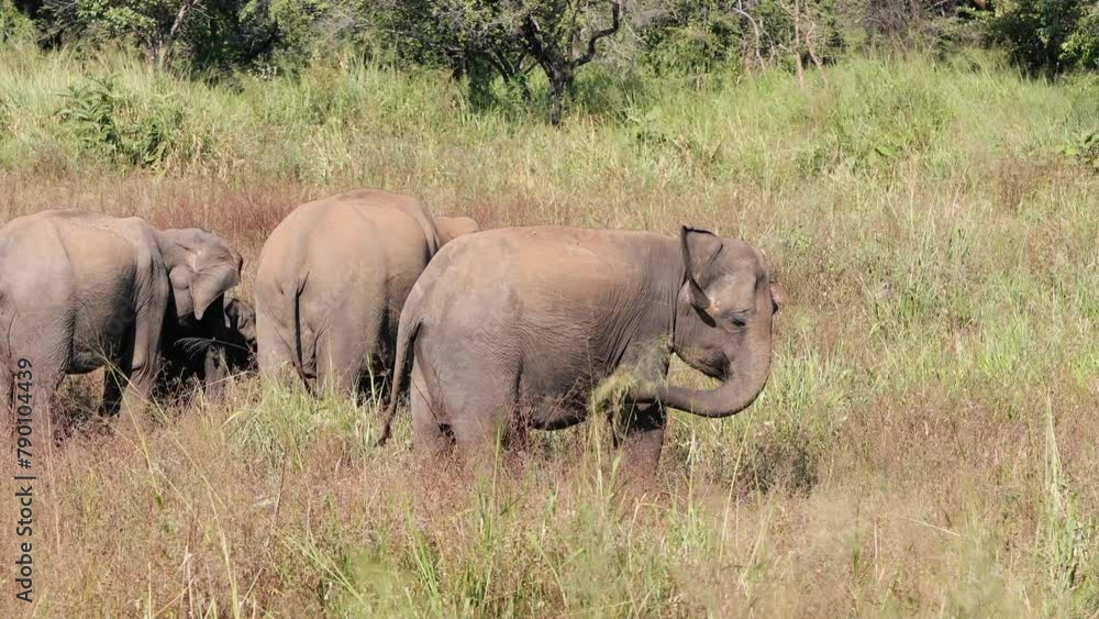 Herd of elephants grazing in wild. Wildlife animals in Sri Lanka. Real time in 4K resolution. Herd of elephants grazing in wild. Wildlife animals in Sri Lanka. Real time in 4K resolution.