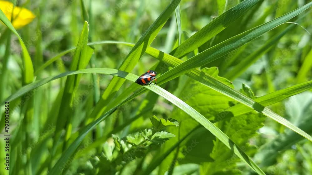 ladybug on green grass