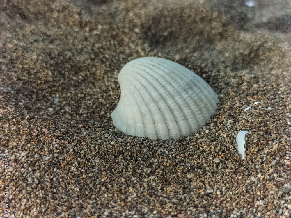 White seashell in the sand. Shell on the beach macro in Kendal Regency, Indonesia.
White seashell in the sand. Shell on the beach macro in Kendal Regency, Indonesia.