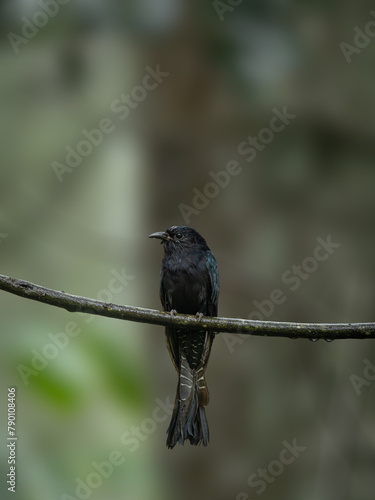 bogor - halimun salak mountain, 7 march, 2024; Square-tailed drongo-cuckoo on a tree branch enjoying the rain photo