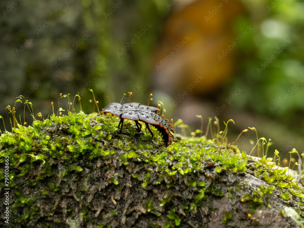 Obraz premium bogor - halimun salak mountain, 7 march, 2024; Sumatran Trilobita Beetle 