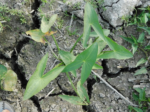 The wild aquatic plant Sagittaria sagittifolia grows in slow-flowing water photo