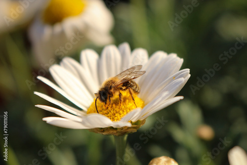 Fotografía Biene