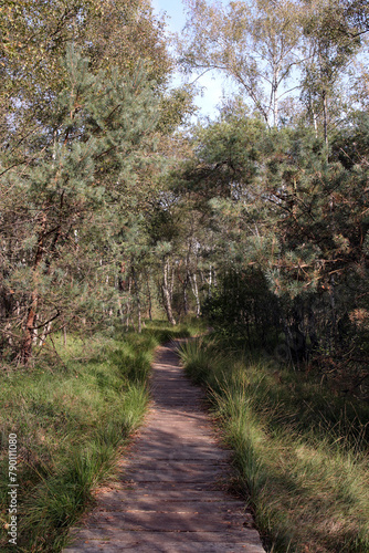 holzweg im venner moor photo