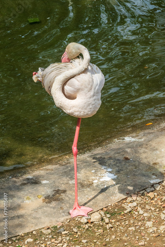 Canvas Print KL Bird Park, Kuala Lumpur, Malaysia - March 4th 2018: Greater Flamingo  standing on one leg