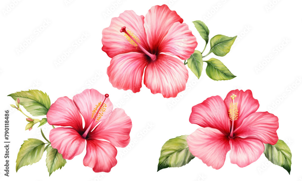 Hibiscus set, isolated white background, watercolor illustration, Red flower
