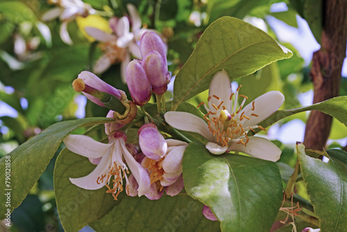 lemon plant in full bloom, detail of flowers and buds photo