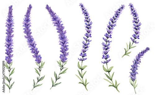 set vector illustation of watercolor provance lavender isolate on white background.
