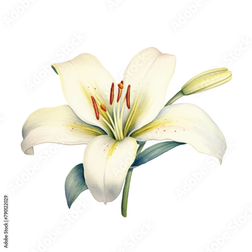 White lilies watercolor clipart set. Gentle white flowers isolated on white background. Clipart for greeting cards, wedding invitations, birthday cards, stationery.