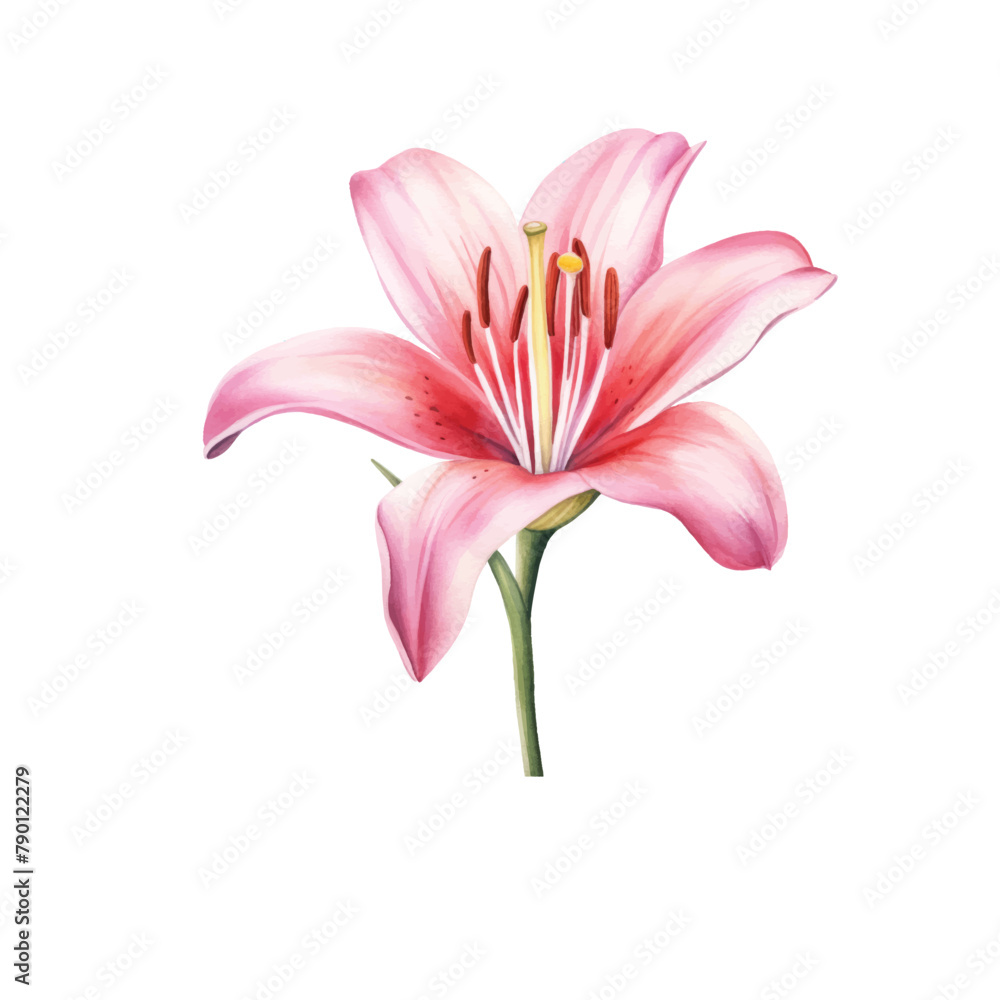 Watercolor flower, hand drawn illustration of lilies, bright floral elements isolated on white background.