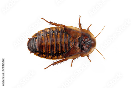 Argentinian wood roach, Blaptica dubia, female cockroaches isolated on white background, top view