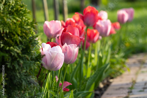 Pink and red tulips in the garden, growing along the sidewalk. © jarizPJ