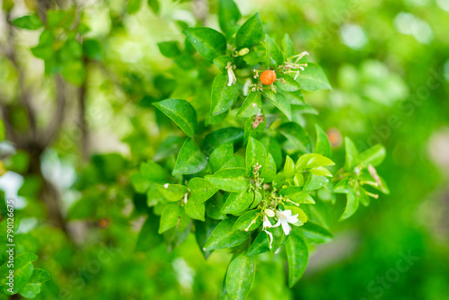 Murraya paniculata, Murraya paniculata is also often offered for sale online, Murraya paniculata use the name laurel, gradually confusing information photo