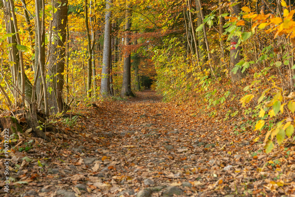 Waldweg im Herbst Waldweg im Herbst