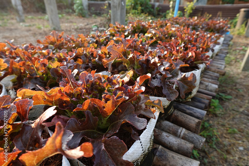 Fresh organic red oak lettuce growing on a natural farm.