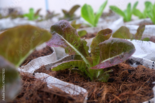 Fresh organic red cos lettuce growing on a natural farm.