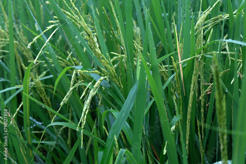 close up of paddy rice