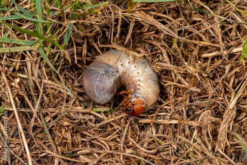 White lawn grub in brown, dead grass. Lawncare, insect and pest control concept.