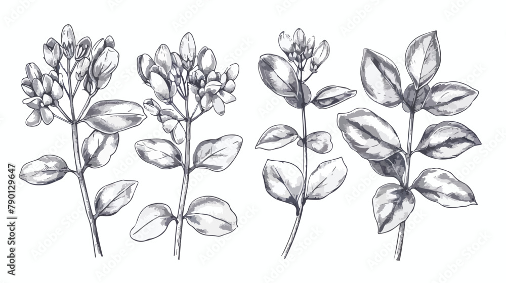 Fenugreek medical botanical isolated illustration. Pl