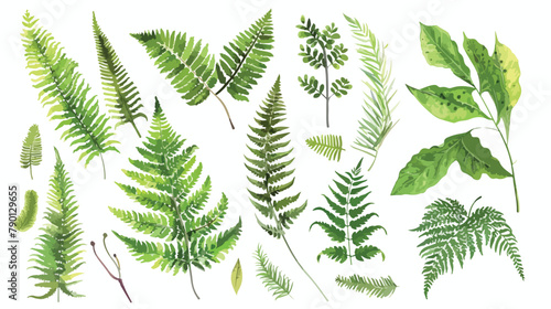 Fern realistic collection. Hand drawn sprouts frond l