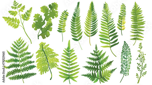 Fern realistic collection. Hand drawn sprouts frond l