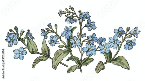 Forgetmenot flowers isolated on white background. 