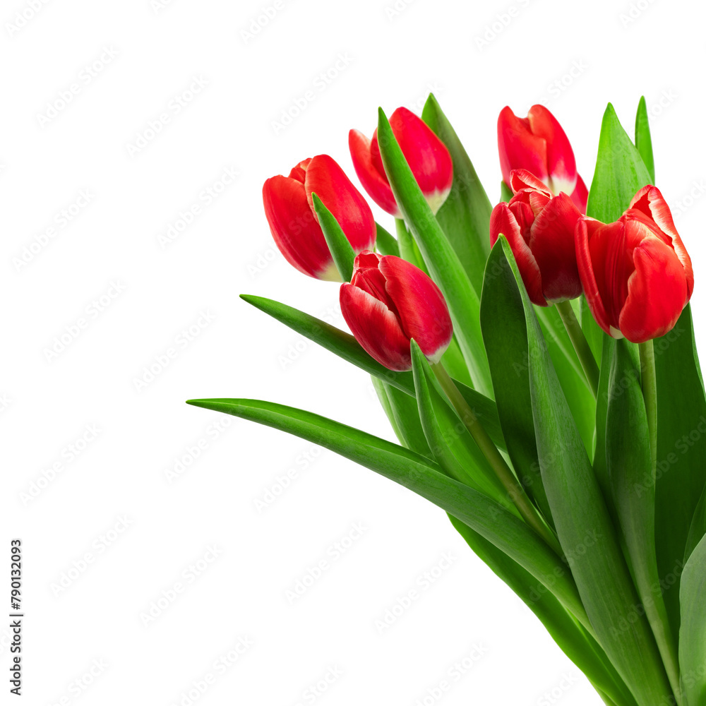 bouquet of red tulips with green leaves, isolated on a white background bouquet of red tulips with green leaves, isolated on a white background