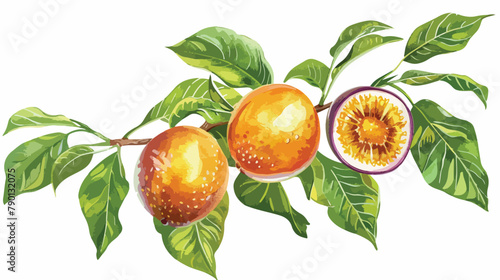 Fresh ripe passion fruits and leaves on maracuja tree photo