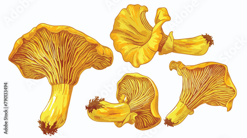 Golden chanterelles or cantharellus mushroom. Composi