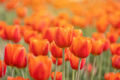 Beautiful tulips are blooming on the lawn of the park