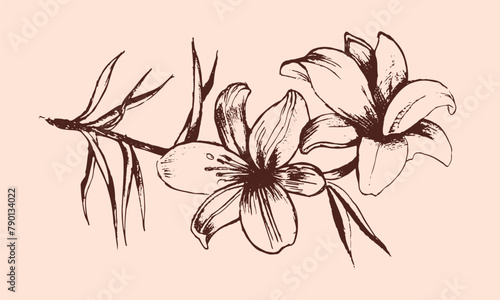 Vanilla flower and pod. An isolated spice. Vanilla Flavoring