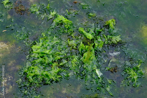 seaweed is one of the biological resources found in coastal and marine areas. algae. This sea weed can be used as a raw material for gelatin.