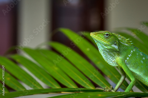 Green Iguana head close up side view with blurry background shot