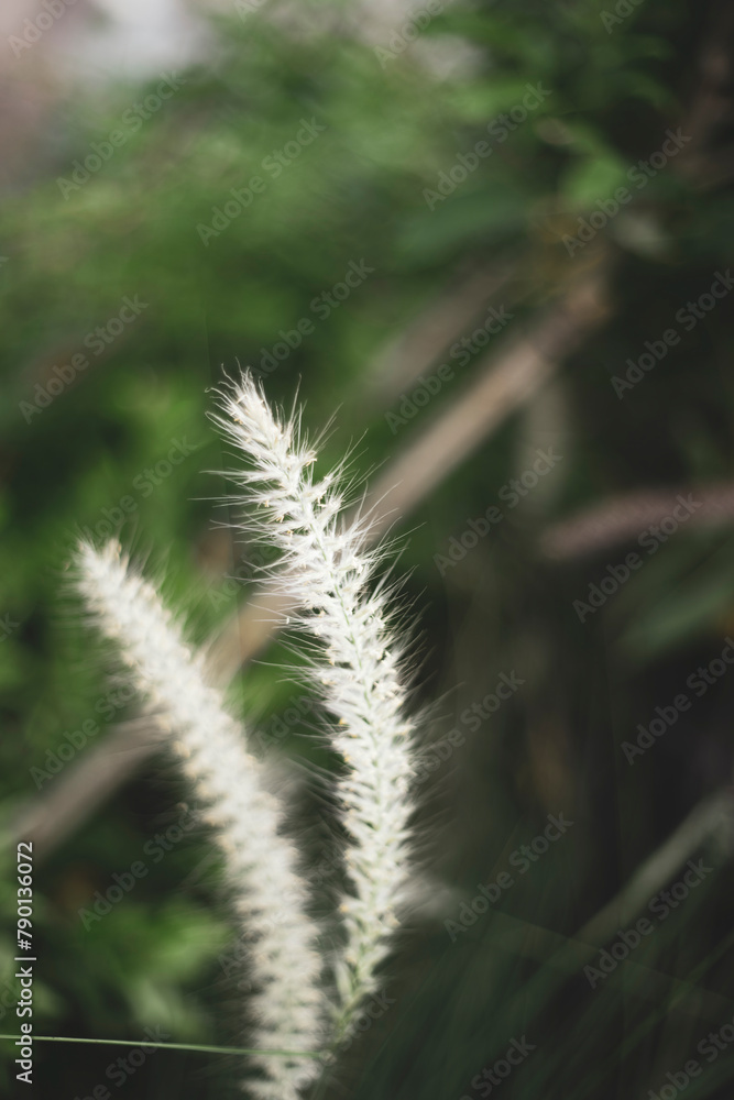 leaves and plants Pennisetum purpureum is very abundant, so Pennisetum purpureum are often used as food supplements leaves and plants Pennisetum purpureum is very abundant, so Pennisetum purpureum are often used as food supplements