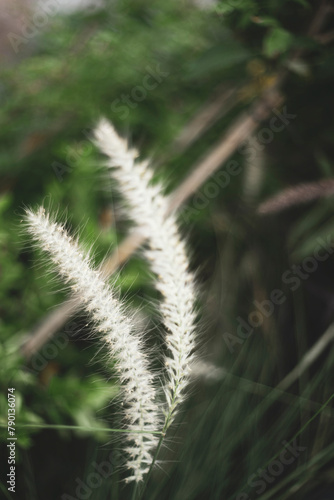 leaves and plants Pennisetum purpureum is very abundant  so Pennisetum purpureum are often used as food supplements