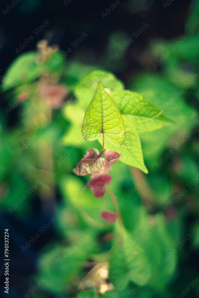 Antigonon leptopuy are often grown as ornamental plants. The tubers of Antigonon leptopu can be eaten. Antigonon leptopuy are often grown as ornamental plants. The tubers of Antigonon leptopu can be eaten.