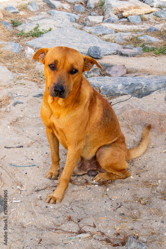 dog next to the Beach at Nakornsrithammarat, Thailand dog next to the Beach at Nakornsrithammarat, Thailand